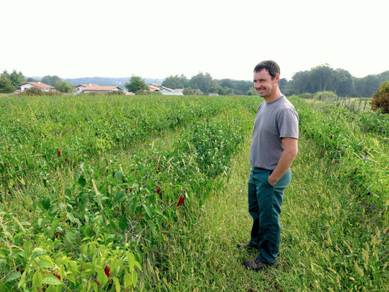 Baskischer Chili - Direkt vom Feld