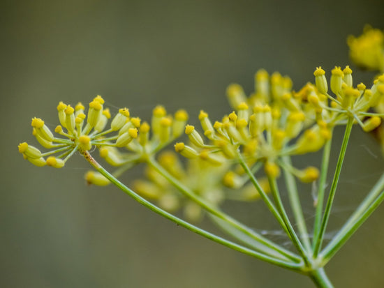 Fenchel - Direkt vom Feld