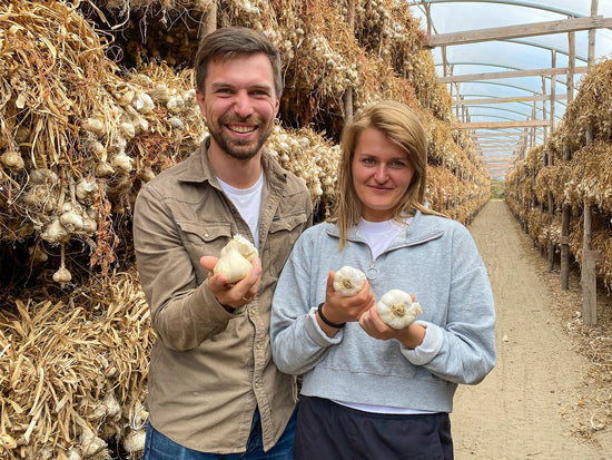 Italienischer Knoblauch - Direkt vom Feld