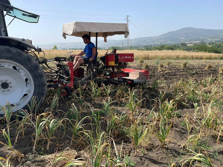 Italienischer Knoblauch - Direkt vom Feld