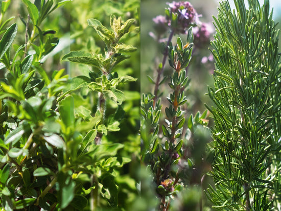 Kräuter der Provence - Direkt vom Feld