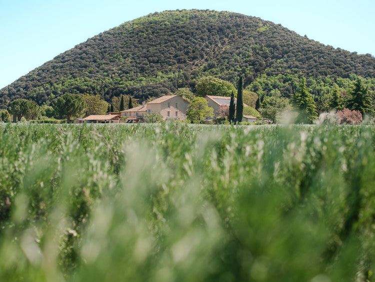 Kräuter der Provence - Direkt vom Feld