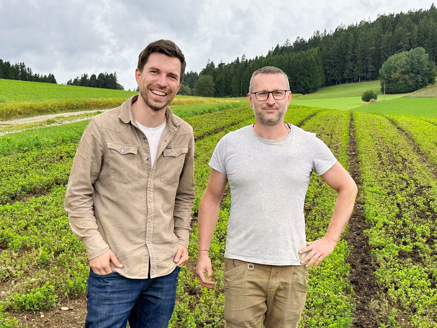 Marokkanische Minze - Direkt vom Feld