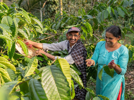 Robusta Espresso Wayanad Kaapi - Direkt vom Feld