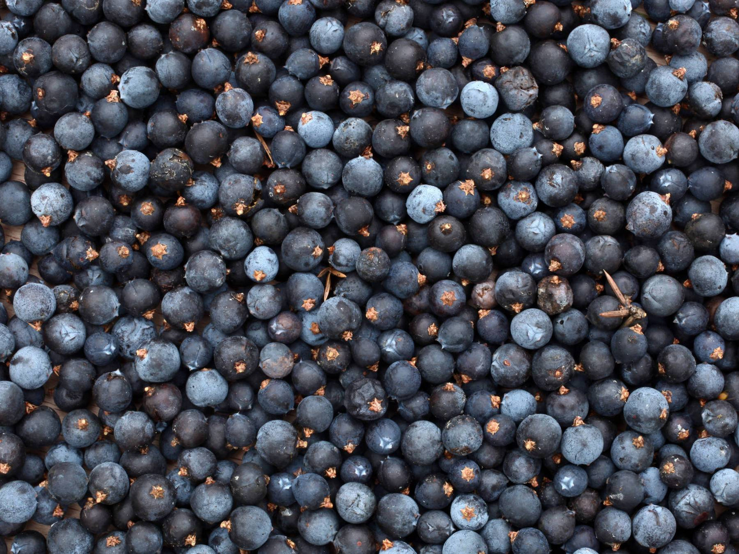 Wacholderbeeren - Direkt vom Feld