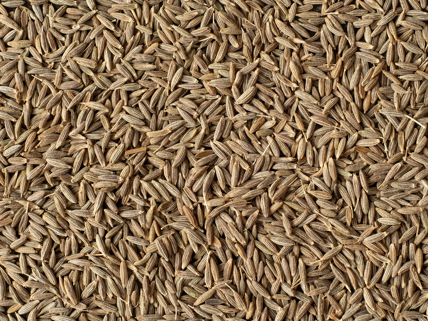 Kreuzkümmelsamen im Detail | Biogewürze Direkt vom Feld