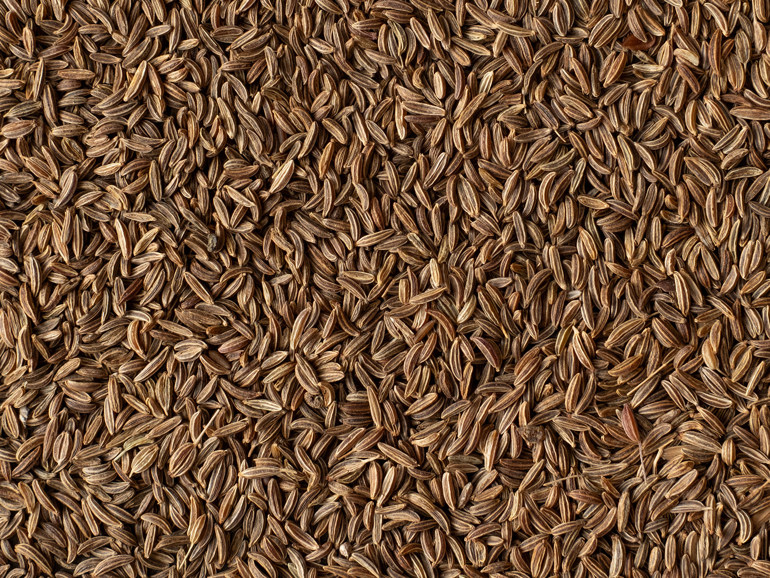 Kümmelsamen im Detail | Biogewürze Direkt vom Feld