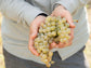 Aceto Balsamico di Modena IGP
