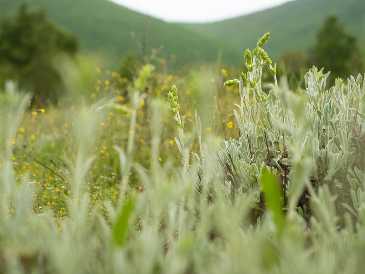 Feld des Griechischen Bergteen | Direkt vom Feld in Griechenland