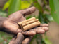 Echt Bio Ceylon-Zimtstangen in den Händen eines Zimt-Bauerns