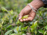 Grüntee-Ernte der oberen frischen Blattriebe | Bio-Tee Direkt vom Feld, Kooperative Organic Wayanad in Indien