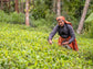 Erzeuger bei der Grüntee-Ernte | Bio-Tee Direkt vom Feld, Kooperative Organic Wayanad in Indien