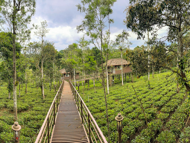 Grüntee-Feld | Bio-Tee Direkt vom Feld, Kooperative Organic Wayanad in Indien