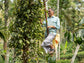 Pfefferbauer Pakhundi auf einer Leiter bei der Ernte der frischen Pfefferbeeren 