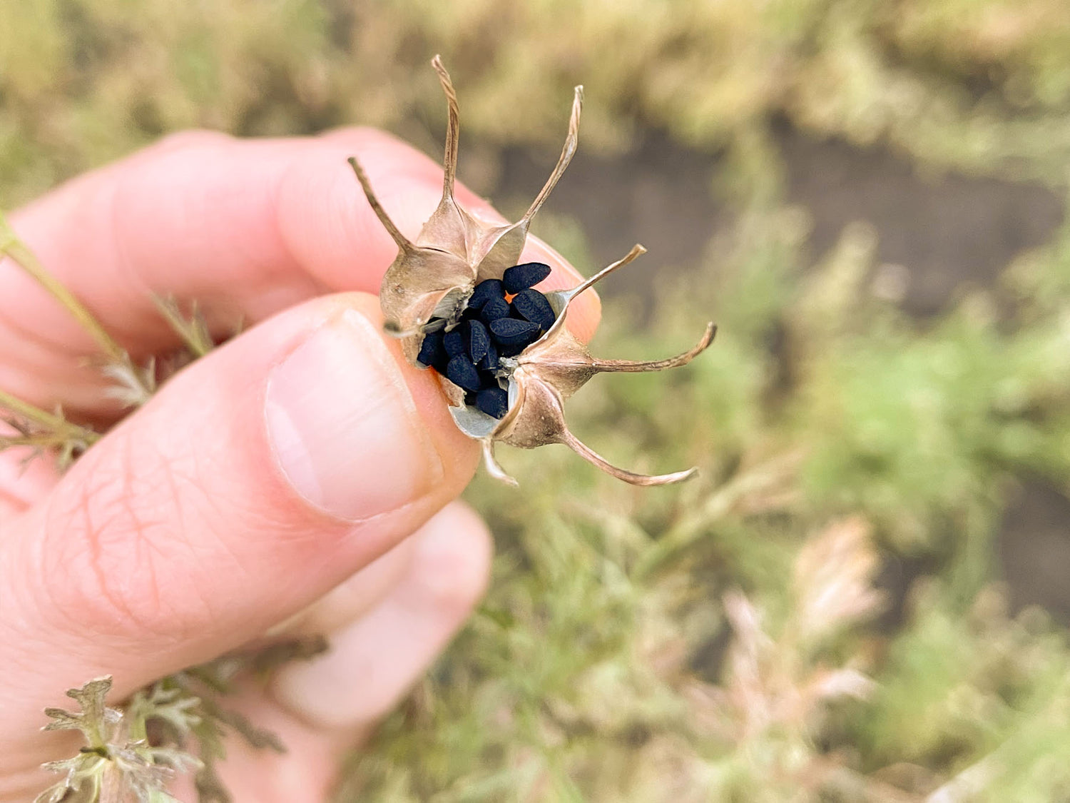 Kapsel voller Samen des Schwarzkümmel | Biogewürze Direkt vom Feld