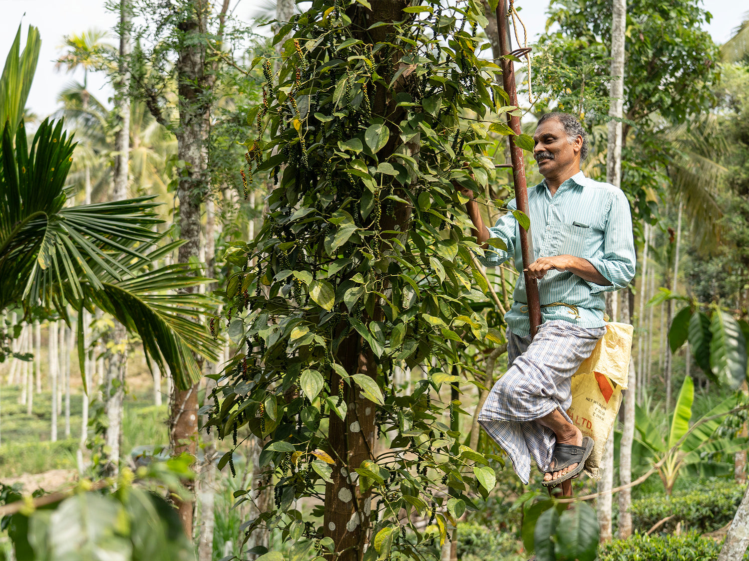Pfefferbauer Pakhundi der Kooperative Organic Wayanad bei der Ernte des Urwaldofeffers im Indischen Urwald