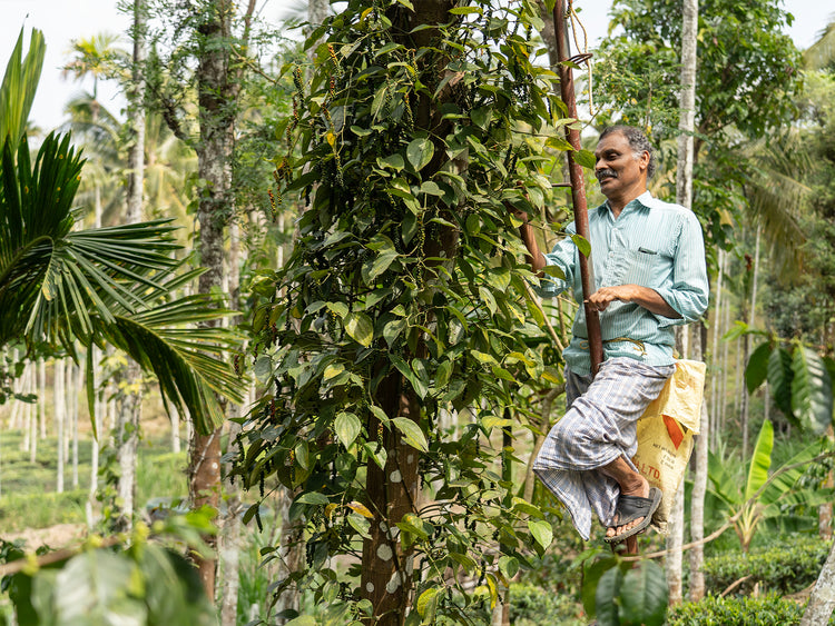 Pfefferbauer Pakhundi der Kooperative Organic Wayanad bei der Ernte des Urwaldofeffers im Indischen Urwald