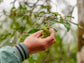 Ernte per Hand der Früchte | Biogewürze Direkt vom Feld