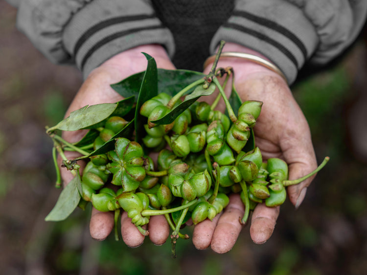 Frische Sternanis-Früchte | Bilgewürze Direkt vom Feld