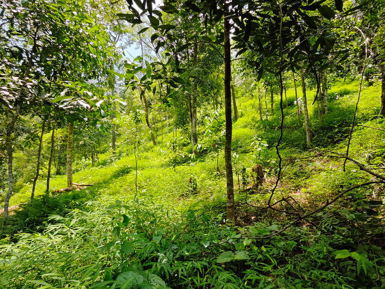 Mischkultur-Planatage des Vietnamesischen Königszimts | Biogewürze DIrekt vom Feld