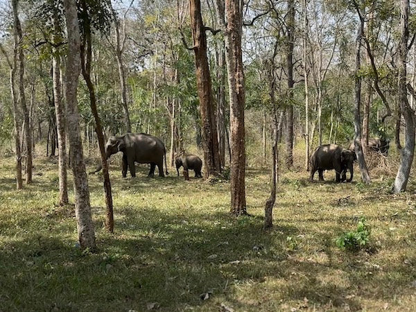 Freilebende Elefanten am Straßenrand nahe Sultan Bathery