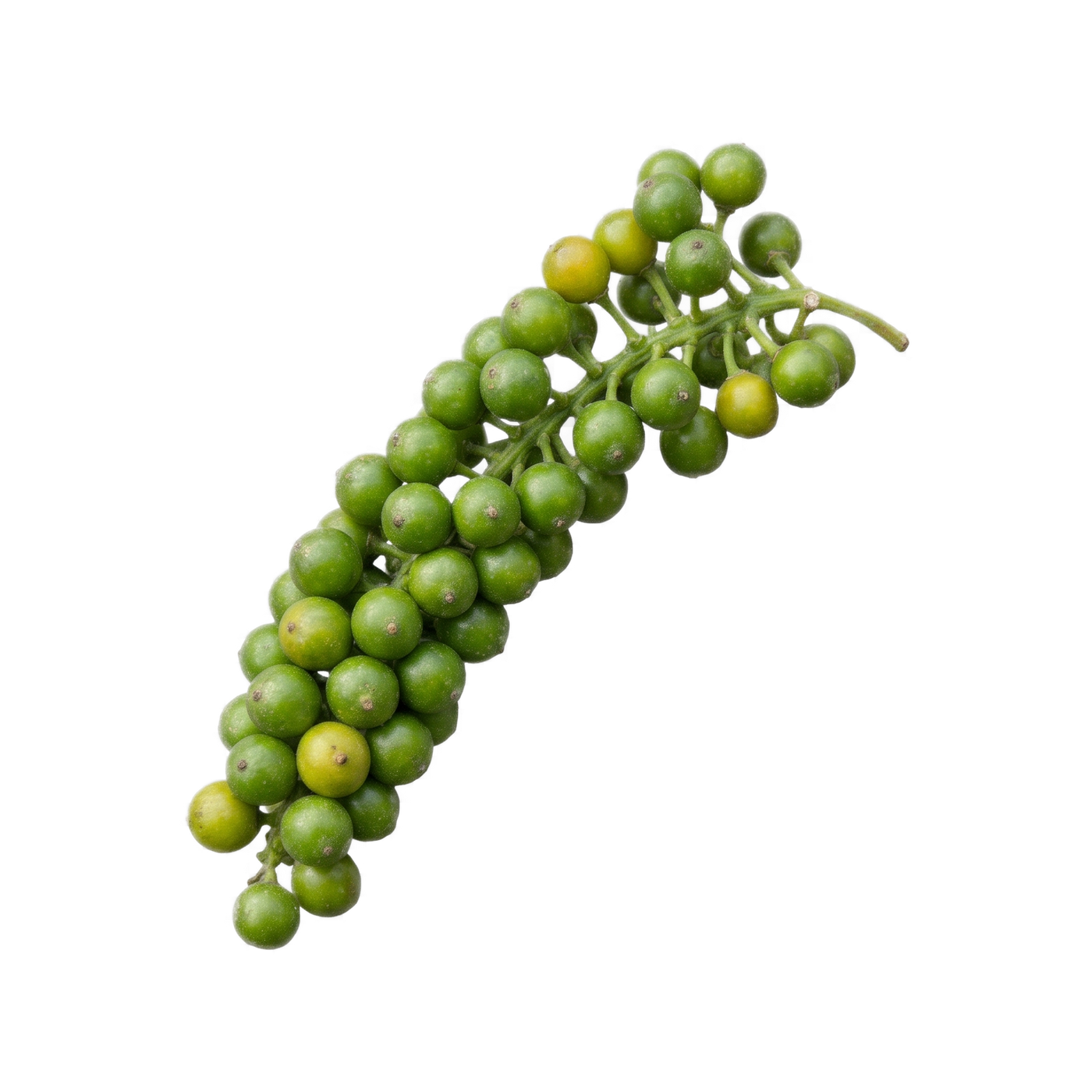 Grüner Pfefferfruchtstand