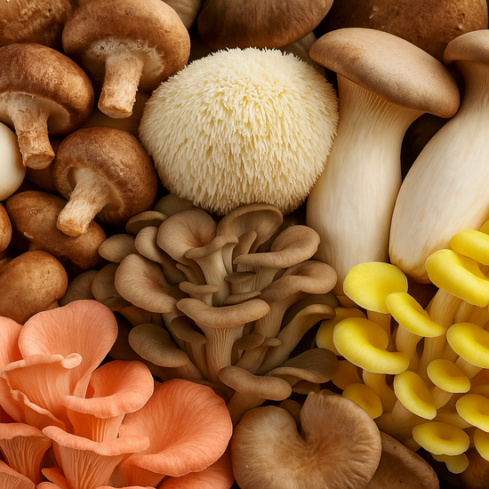 Vortrag "Pilze – Heilkraft aus der Natur"