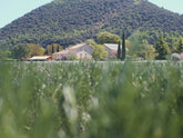 Auf den Rosmarinfeldern in der Provence | Trets, Frankreich