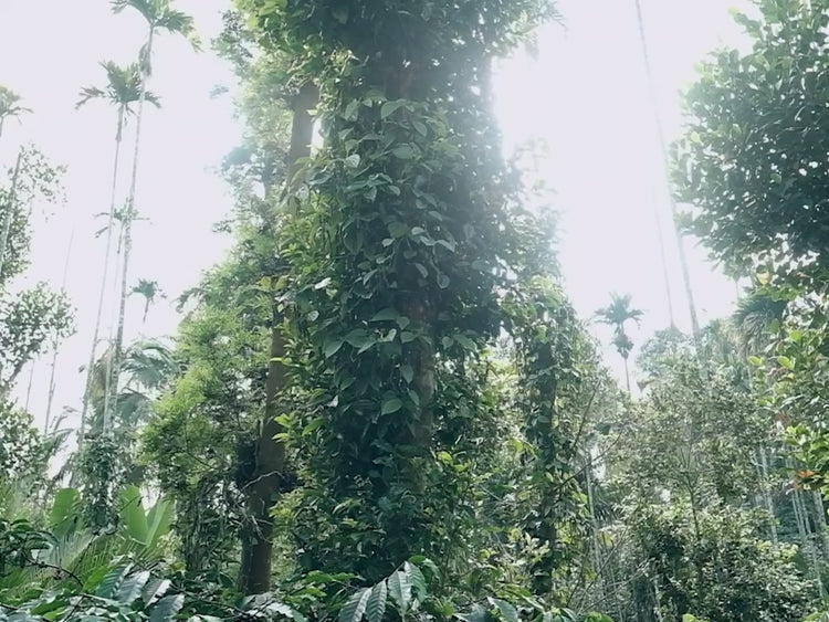 Direkt vom Feld | Bio-Gewürze, Video Pfeffer im Urwald