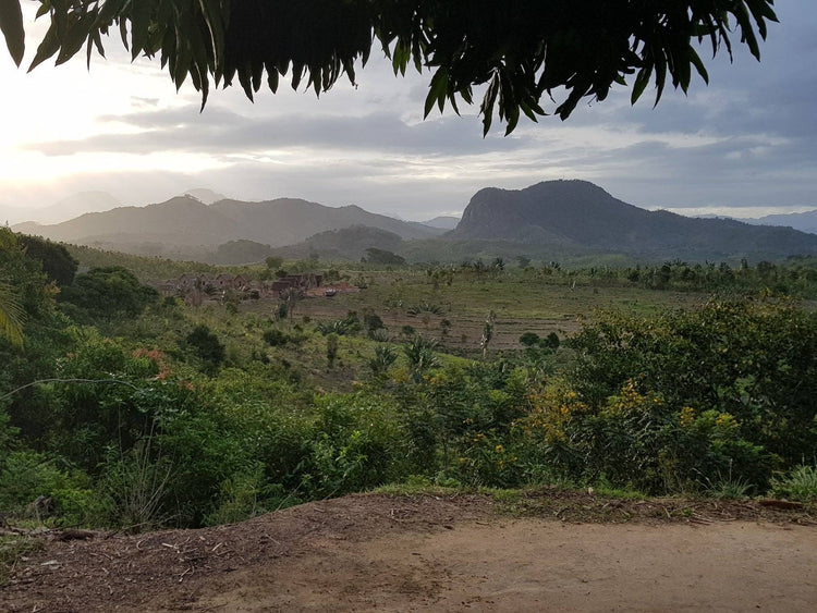 Blick über Madagaskar – Vanilleschoten - Direkt vom Feld