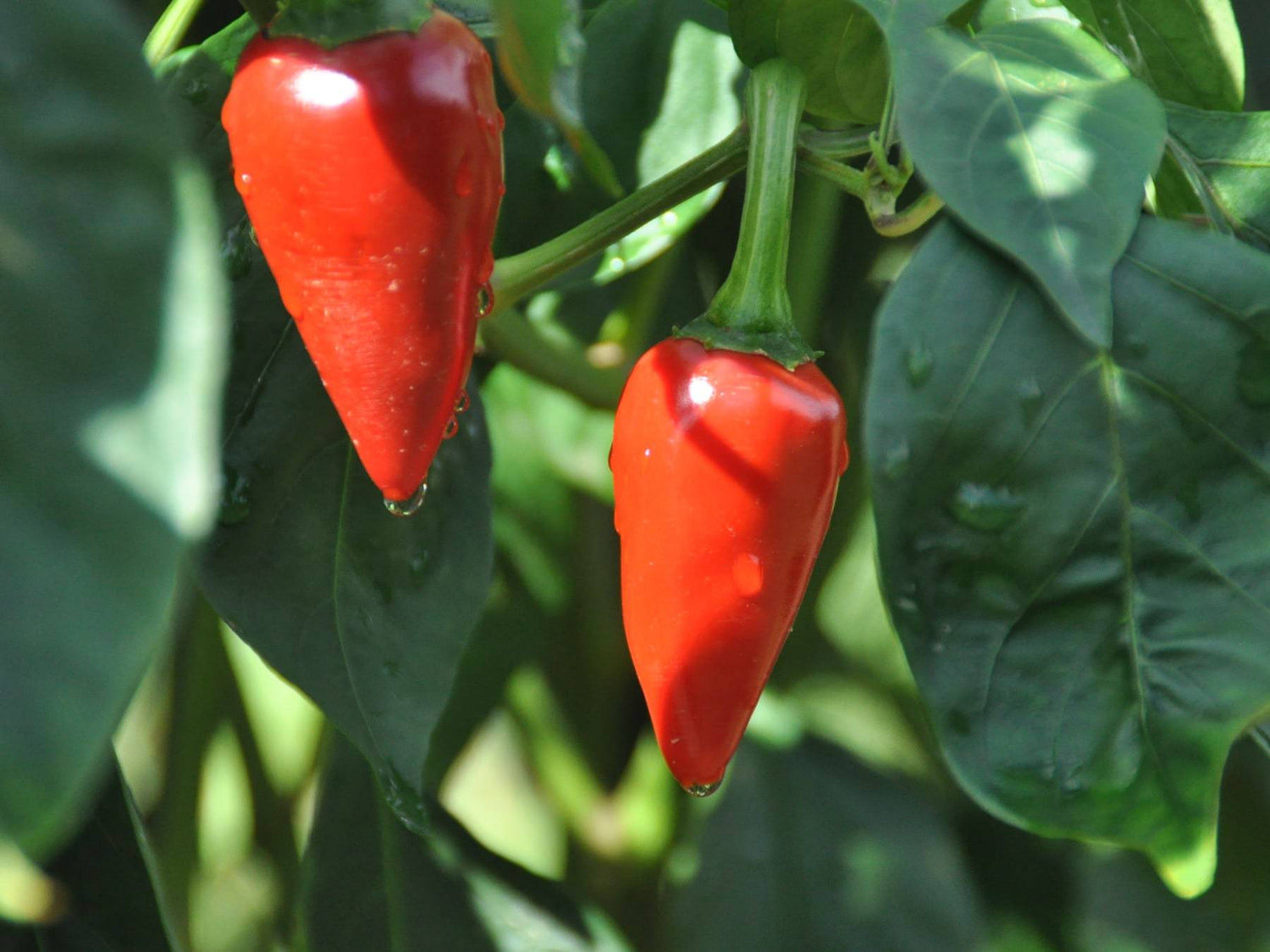 Bio Baskischer Chili Pflanze- Direkt vom Feld