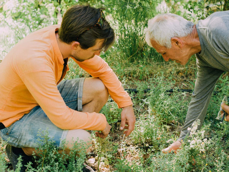 Richard und Majoran  Bauer bei der Ernte- Direkt vom Feld