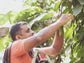 Pfefferbauer bei der Pfefferernte im indischen Urwald | Direkt vom Feld 